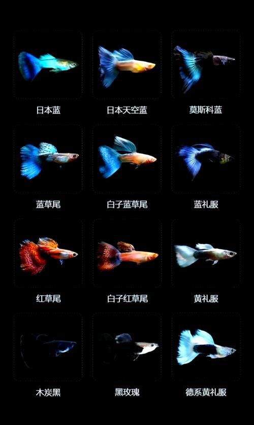 孔雀魚雜交公式圖