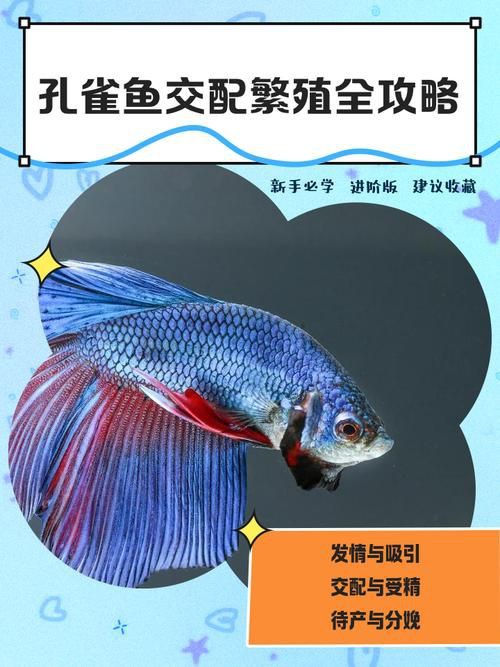 孔雀魚雜交公式圖