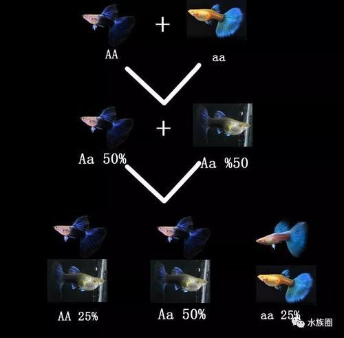 孔雀魚雜交公式圖