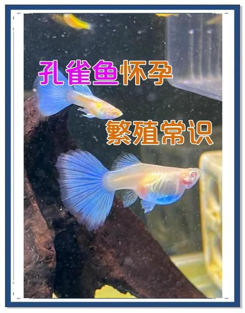 孔雀魚雜交公式圖