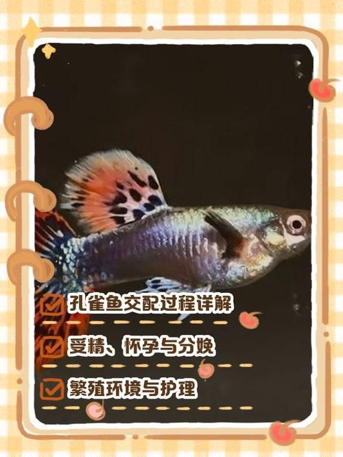 孔雀魚雜交公式圖