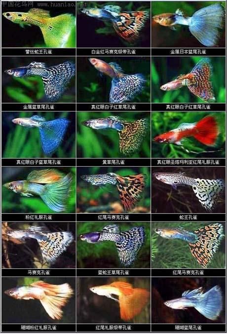 孔雀魚雜交公式圖