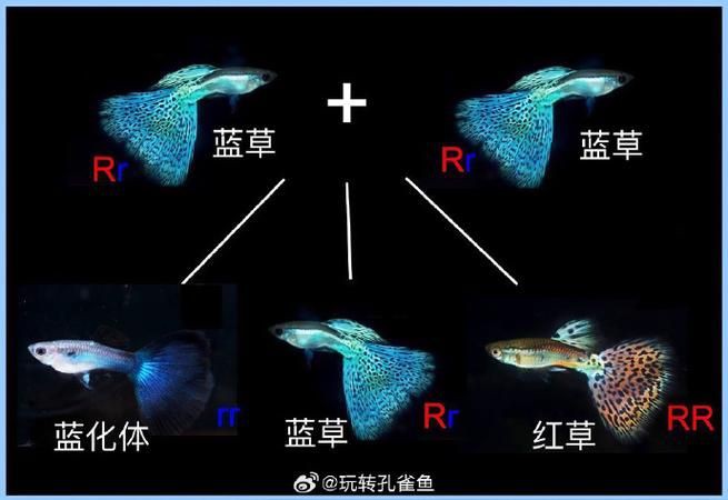 孔雀魚雜交公式圖