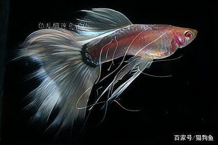 孔雀魚雜交公式圖