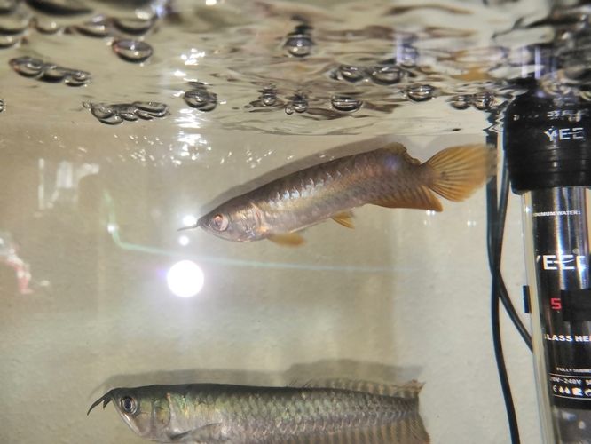 金龍魚尾巴長紅點是什么：金龍魚尾巴長紅點是什么原因
