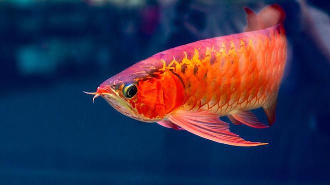 養龍魚要氣泵嗎（養龍魚是否需要氣泵？）