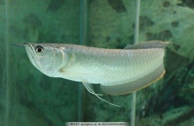 小龍魚生活在哪里最多：如何查看銀龍魚照片