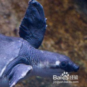 豬鼻龜咬龍魚嗎有毒嗎