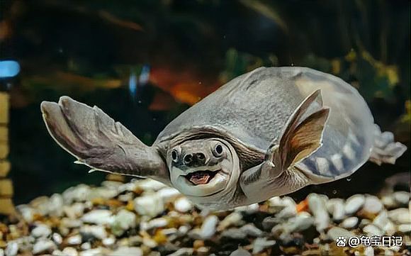 豬鼻龜咬龍魚嗎有毒嗎