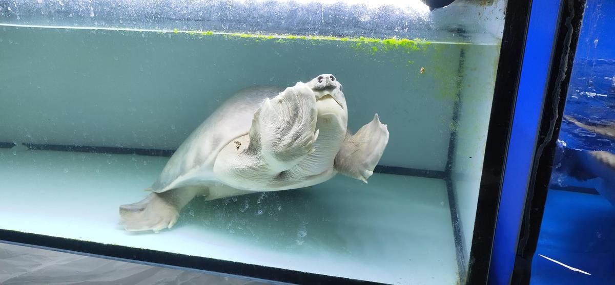 豬鼻龜咬龍魚嗎有毒嗎