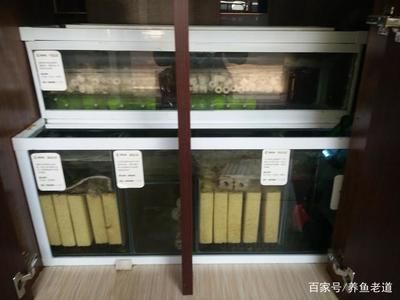 龍魚缸濾材哪幾種最實用：如何選擇龍魚缸濾材