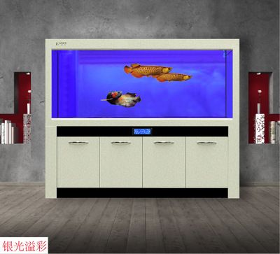 龍魚缸濾材哪幾種最實用：如何選擇龍魚缸濾材