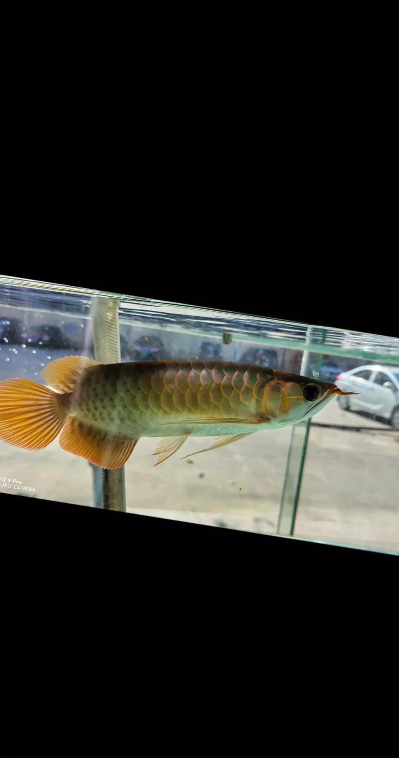 紅龍魚怎么發(fā)色