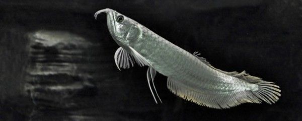 銀龍魚放多少鹽合適（養殖銀龍魚時，是否添加鹽分以及添加多少鹽分是一個需要考慮的問題）