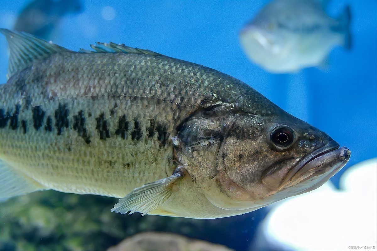 龍躉魚的最佳養殖密度是多少？
