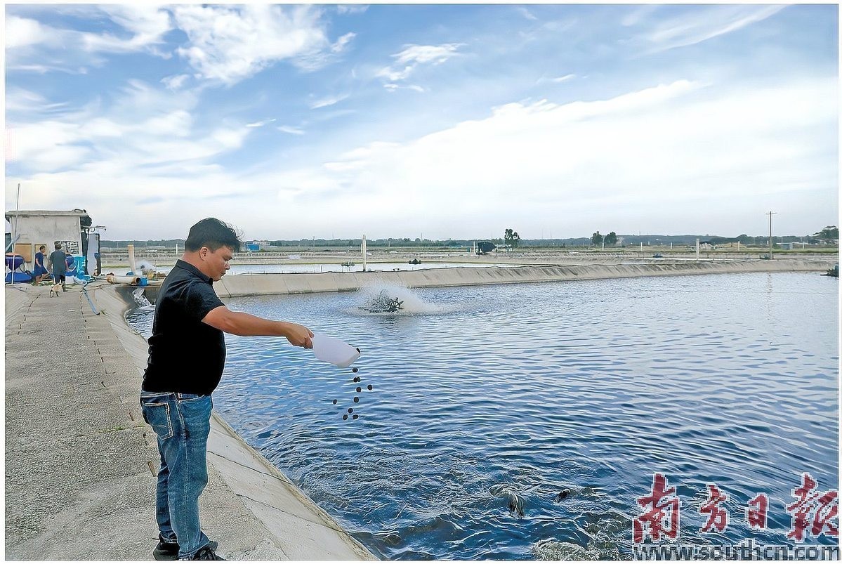 龍躉魚的最佳養殖密度是多少？