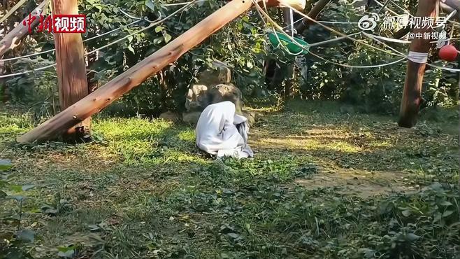 混養時如何保證食物充足？