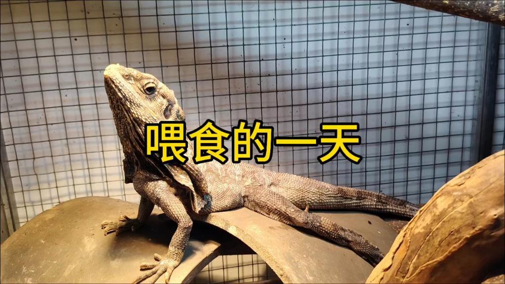 混養時如何保證食物充足？