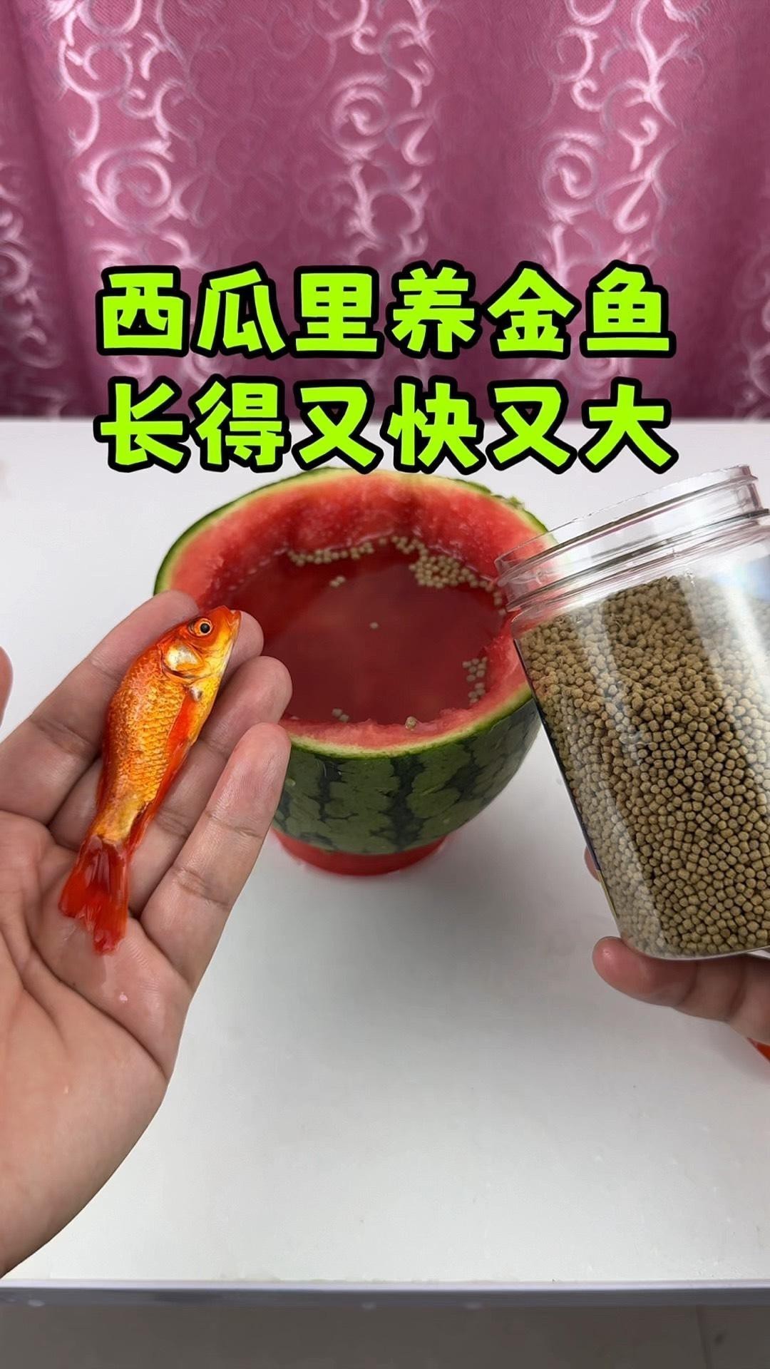 混養時如何保證食物充足？