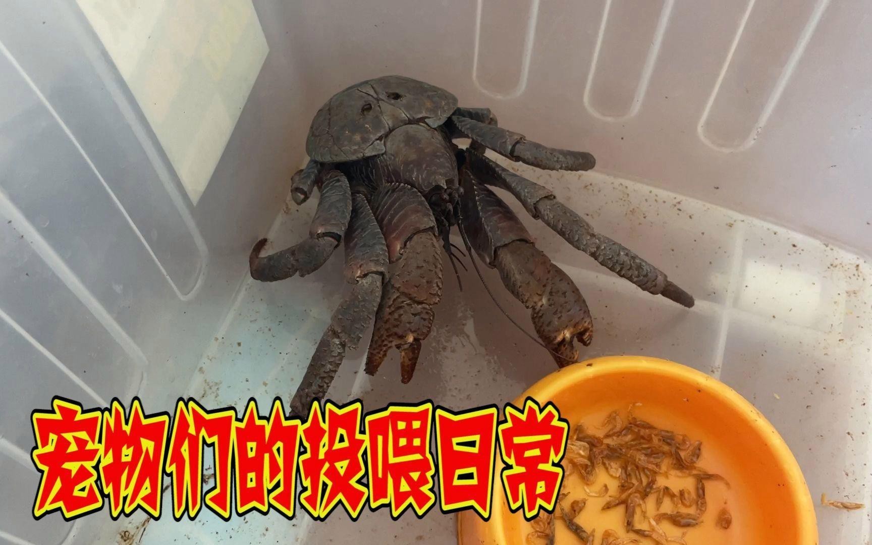 混養時如何保證食物充足？