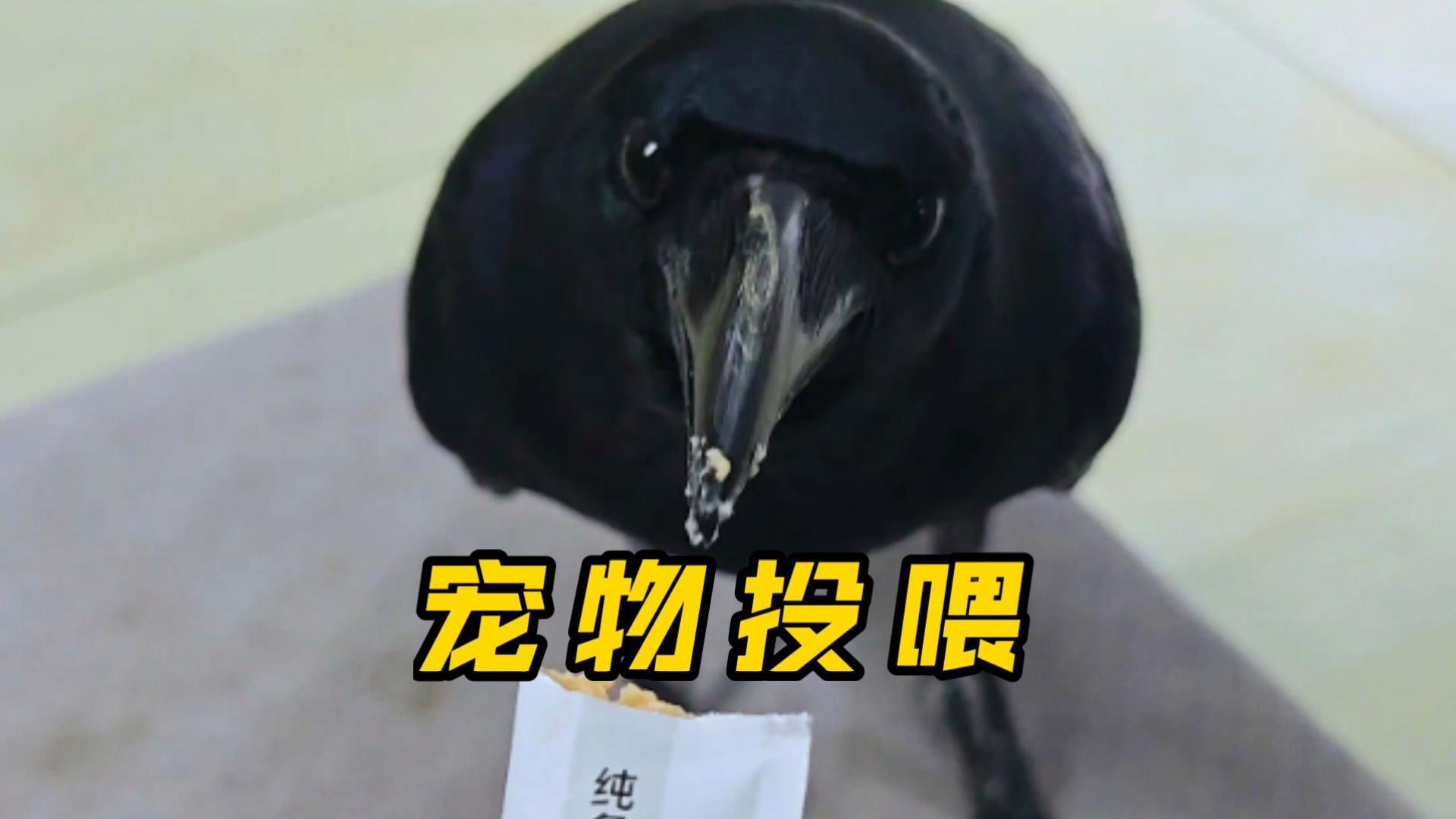 混養時如何保證食物充足？