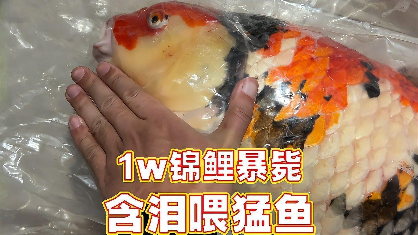 混養時如何保證食物充足？