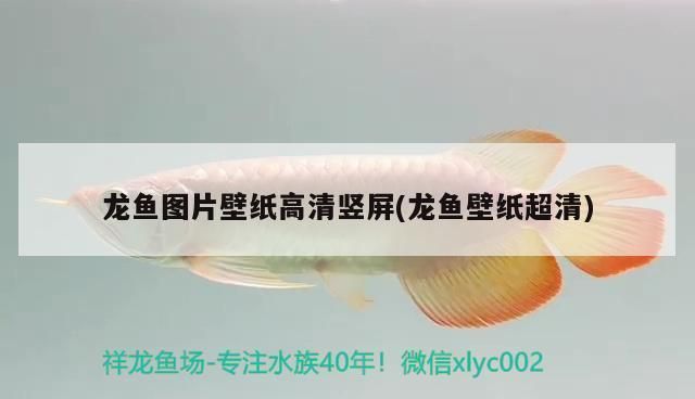 龍魚壁紙豎屏高清（龍魚壁紙豎屏高清圖片、龍魚壁紙豎屏圖片資源鑒賞）