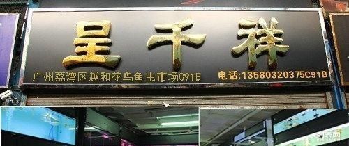 廣州荔灣哪里有賣龍魚（廣州荔灣區作為觀賞魚的集散地）