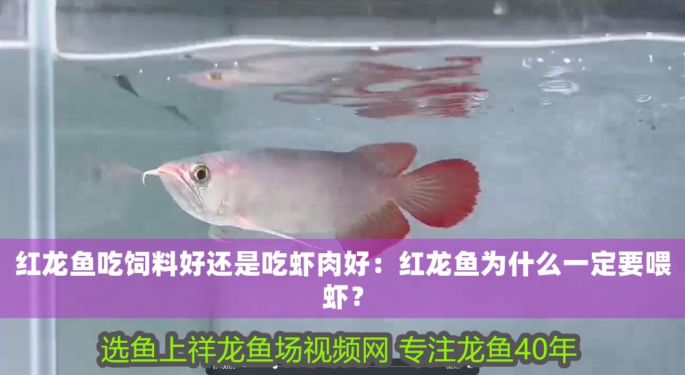 紅龍魚吃飼料好還是吃蝦肉好：紅龍魚為什么一定要喂蝦？
