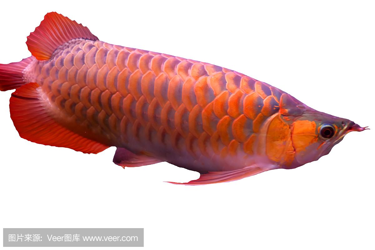 紅龍魚代表什么動物和生肖：紅龍魚代表著吉祥和財富，但并不屬于生肖的一部分