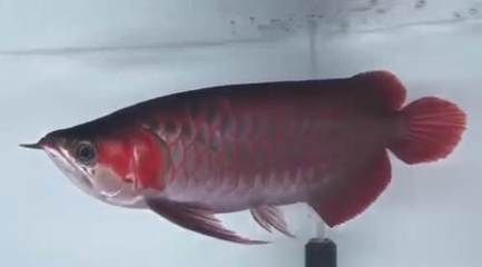 皇宮vip龍魚證書查詢方法：皇宮vip龍魚芯片查詢的第一種方法是使用專用電子掃描器