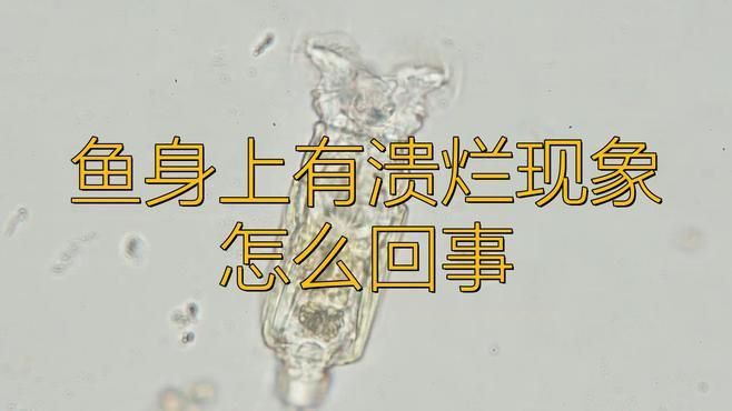 如何判斷龍魚肚子鱗片潰爛的原因？