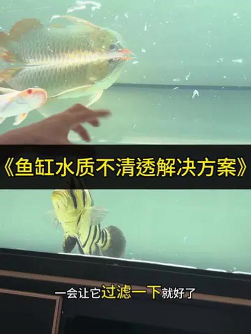 如何避免古典龍魚跳缸？
