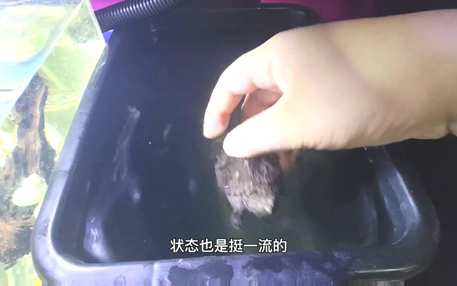 如何避免古典龍魚跳缸？