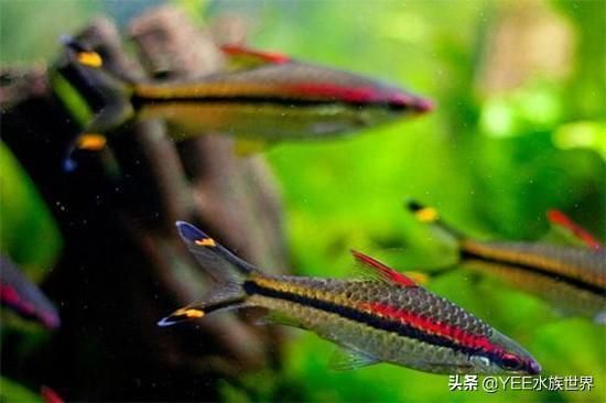 龍魚可以和一眉道人一起養嗎？：龍魚與一眉道人魚可以混養但仍需注意以下幾點