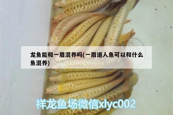 龍魚可以和一眉道人一起養嗎？：龍魚與一眉道人魚可以混養但仍需注意以下幾點