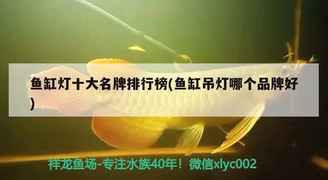 羅莊區將軍觀賞魚店