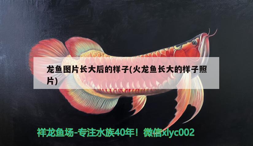 威海經(jīng)濟技術(shù)開發(fā)區(qū)雙雙鋁合金門窗店 威海經(jīng)濟技術(shù)開發(fā)區(qū)雙雙鋁合金門窗店 全國水族館企業(yè)名錄 第3張