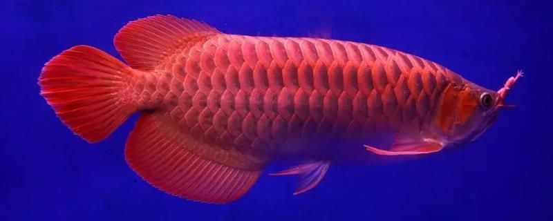 龍魚ph8.0可以嗎：長春花鳥魚蟲市場昨天2.68w閱讀0評論在探討龍魚最佳ph值