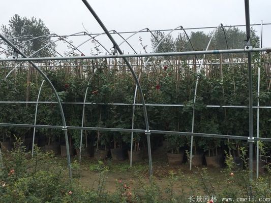 紅龍養幾年才會認主人