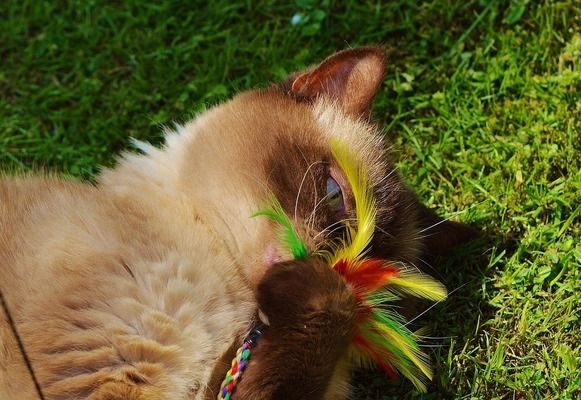 龍魚多少溫度最好：龍魚的飼養技術