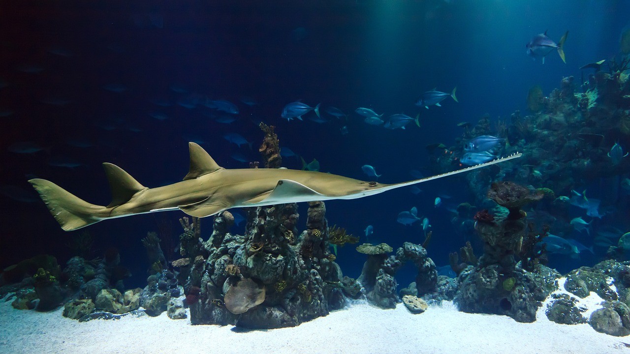 日照市東港區(qū)悅洋水族經(jīng)銷處，讓我對水族養(yǎng)殖更加癡迷
