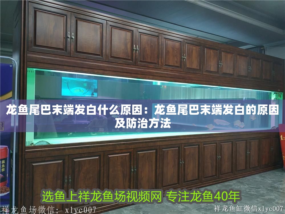 龍魚尾巴末端發(fā)白什么原因：龍魚尾巴末端發(fā)白的原因及防治方法