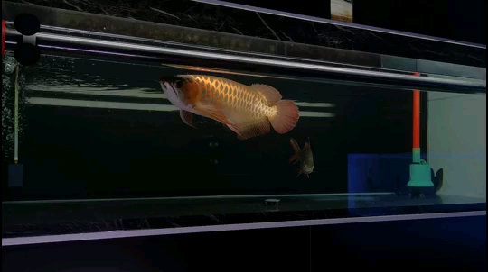 在店里日常的喂魚