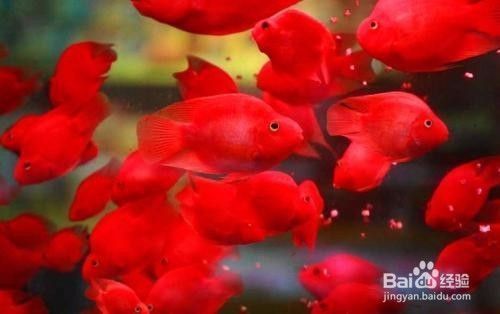 魚缸養魚幾條魚吉利（魚缸養魚最佳品種如何養護魚缸生態魚缸布置提升運勢）