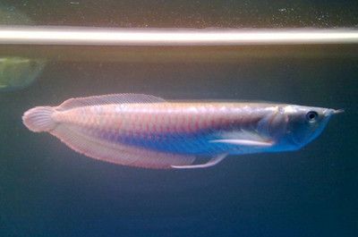 銀龍魚吃錦鯉么（銀龍魚會吃錦鯉嗎？）