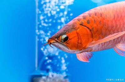 新請的龍魚要多久才能適應新環境和水質，養魚者需注意：新請的龍魚要多久才能適應新環境和水質