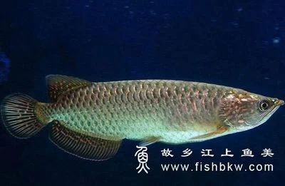 龍魚的飼養方法：\"龍魚的飼養、飼養龍魚需要注意的一些要點