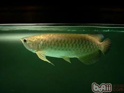 龍魚的飼養方法：\"龍魚的飼養、飼養龍魚需要注意的一些要點