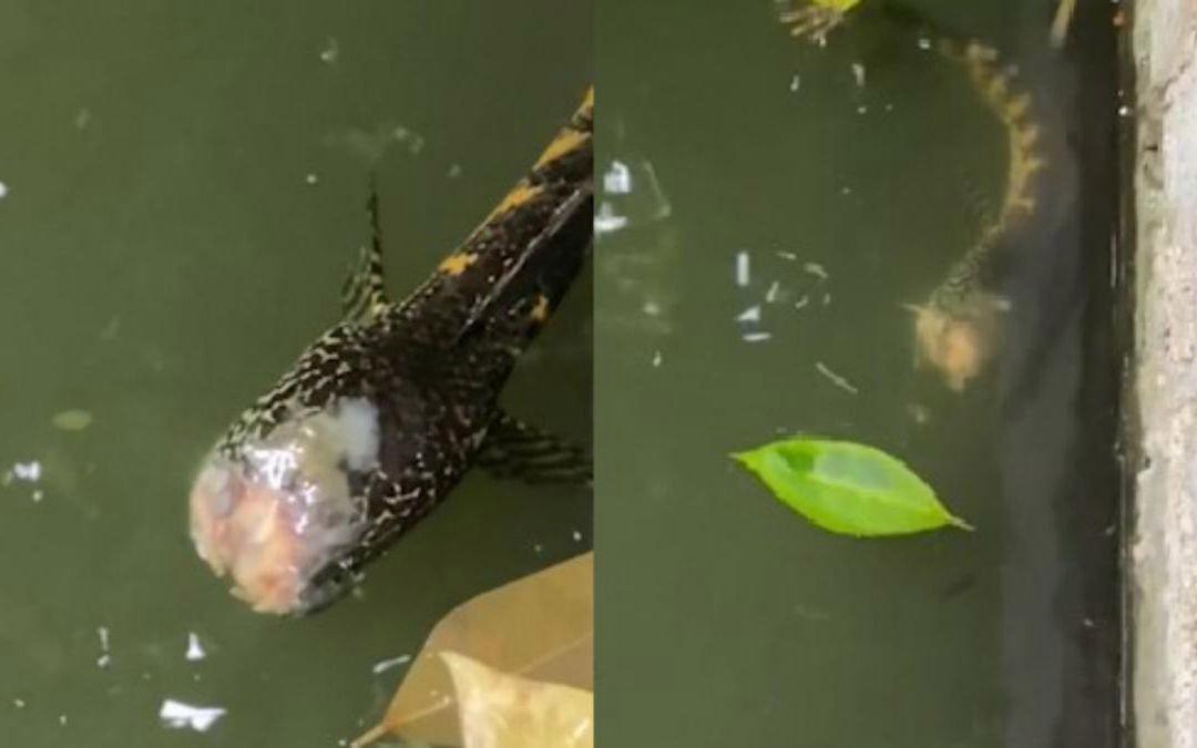 如何判斷雷龍魚細(xì)菌感染的嚴(yán)重程度？